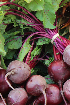 Beets Picture