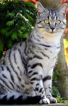 British Shorthair Cat Picture