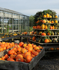 Autumn Food Display Picture