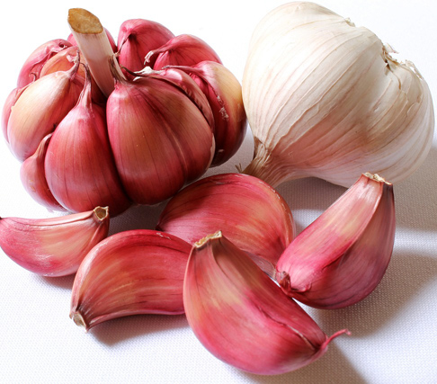 Garlic Picture