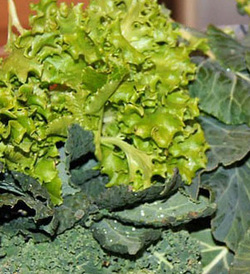 Dark Green Leafy Vegetables Picture
