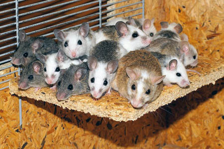Group of Pet Mice