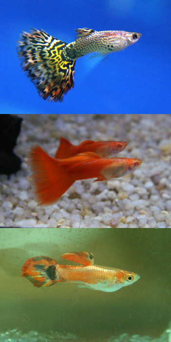 Different Breeds of Guppies Picture