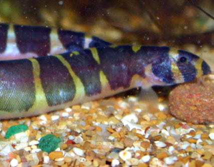 Kuhli Loaches Picture