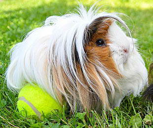 Long Haired Guinea Pig Picture