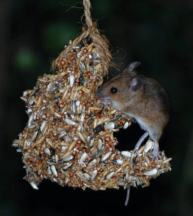 Nocturnal Mouse Picture