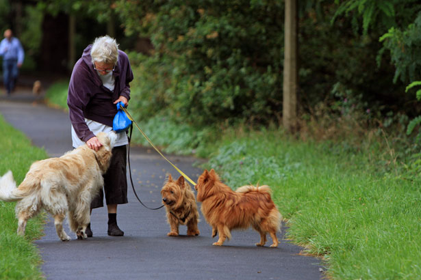Benefits of Pets for the Elderly Picture