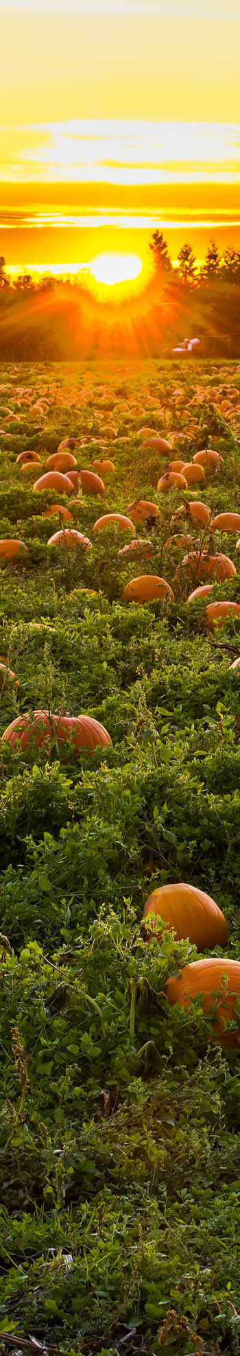 Pick Your Own Pumpkin Field Picture