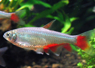 Bloodfin Tetra Picture
