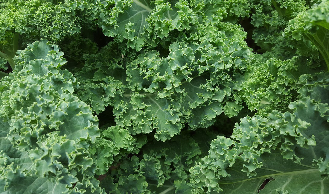 Raw Kale Picture