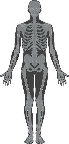 Skeletal Structure Picture