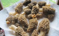 Morel Mushroom Picture