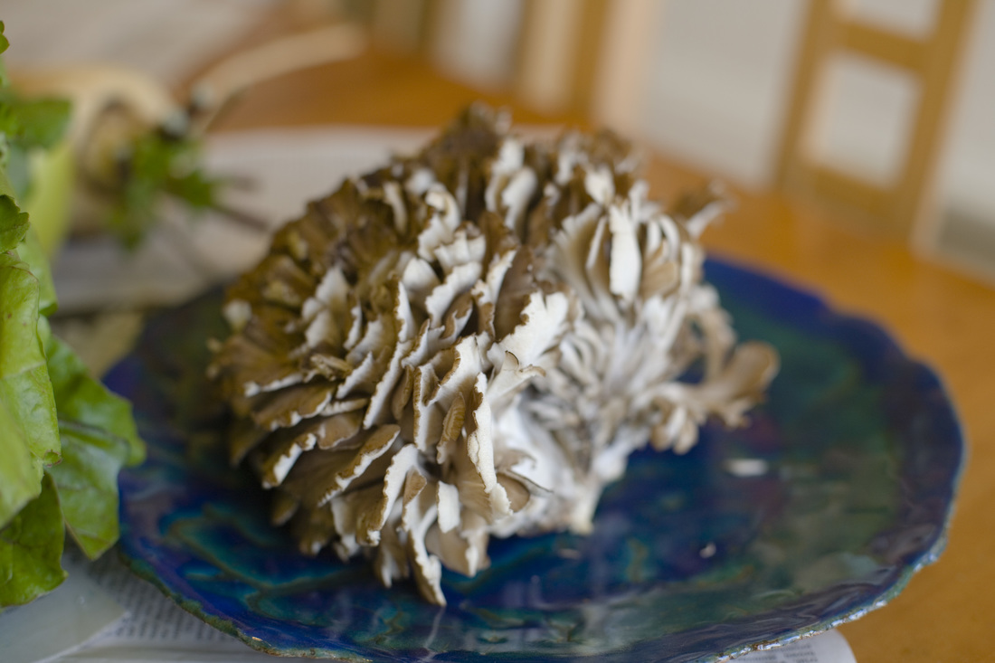 Maitake Mushroom Picture