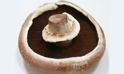 Portobello Mushroom Picture