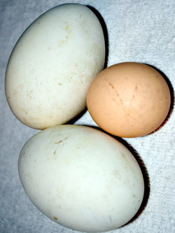 Goose Eggs vs Chicken Egg Picture