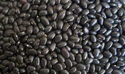 Black Turtle Beans Picture