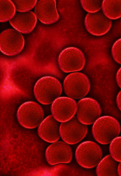 Red Blood Cells Picture