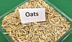 Oats Picture