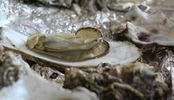 Oysters Picture