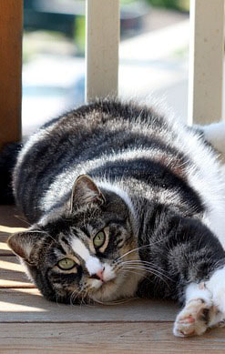 American Shorthair Cat Picture