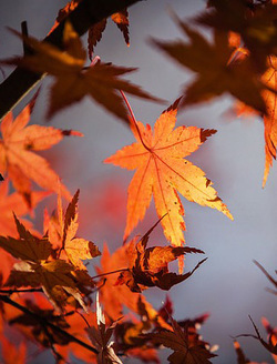 Autumn Leaves Picture