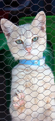 Cat in Kennel Picture