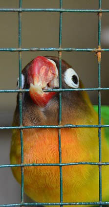 Bird Beak Picture