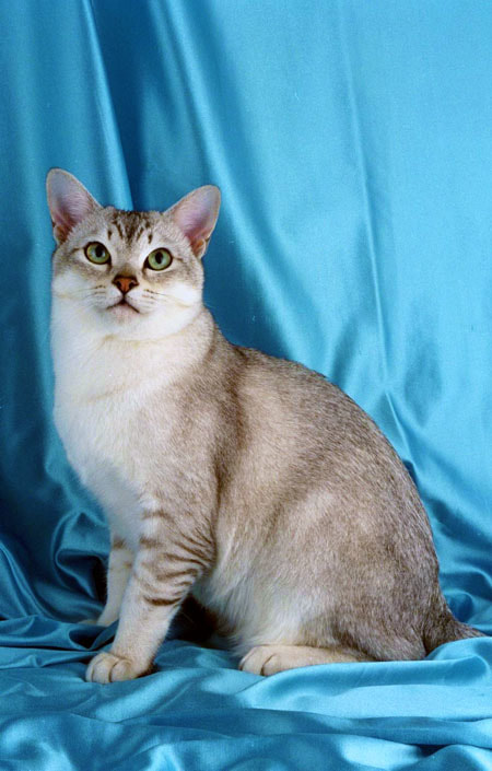 Burmilla Cat Picture