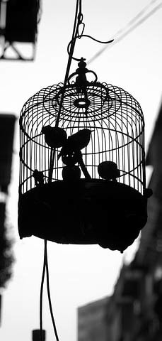 Bird Cage Picture