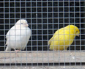 Canary Picture