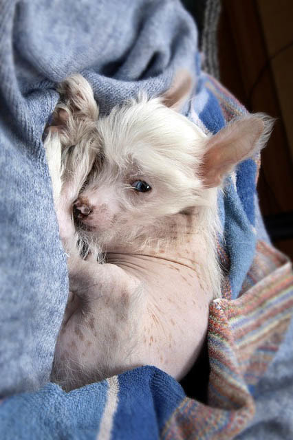 Hairless Chinese Crested for Seniors Picture