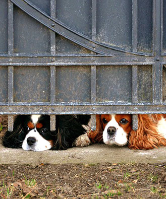 Sad Dogs Waiting for Owner Picture