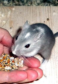 Feeding Pet Rodent Picture