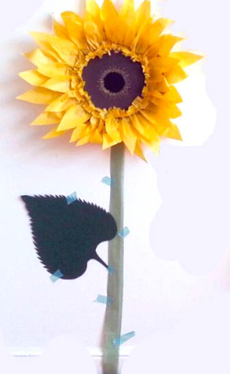 Spring Tissue Sunflower Picture