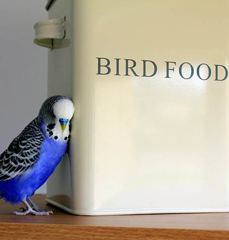 Bird Food Picture