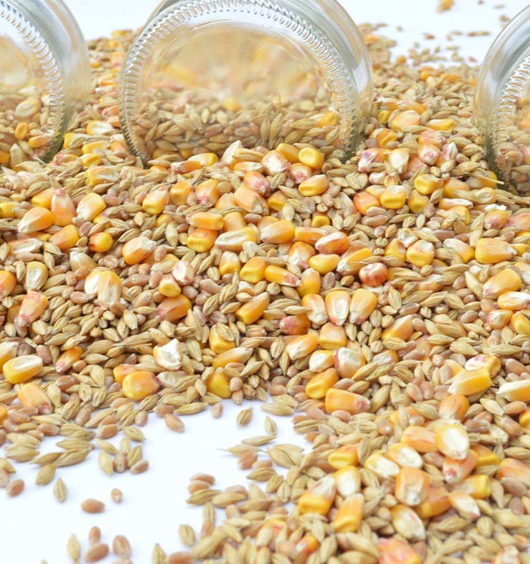 Wheat & Barley Grains Picture