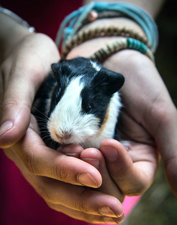 Small Guinea Pig in Hand Picture