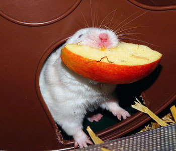 Hamster with Treat Picture