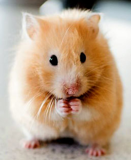 Hamster Picture