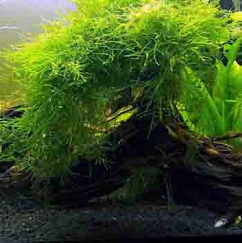 Java Moss Picture