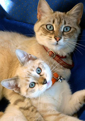 Kitten vs Older Cat Picture
