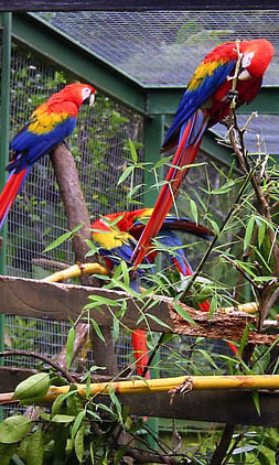 Large Parrots Picture