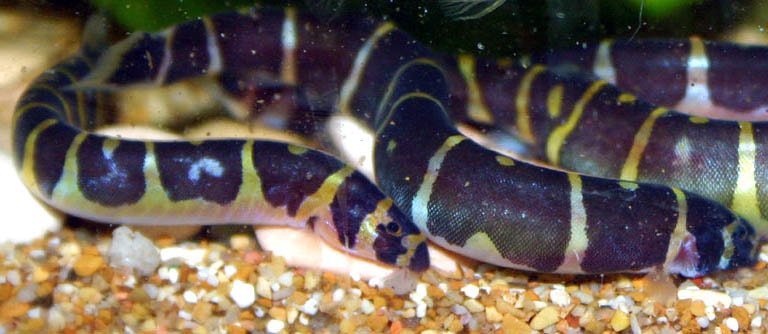 Kuhli Loach Picture