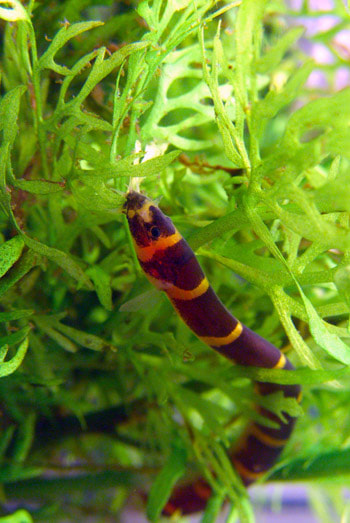 Kuhli Loach Picture