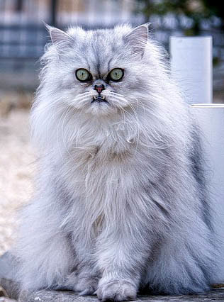 Longhaired Persian Cat Picture
