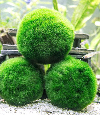 Marimo Moss Ball Picture