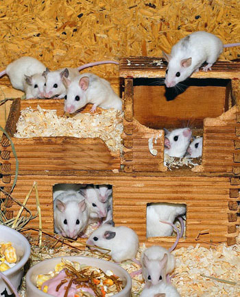 Mice Group Picture
