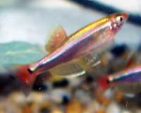 White Cloud Mountain Minnow Picture