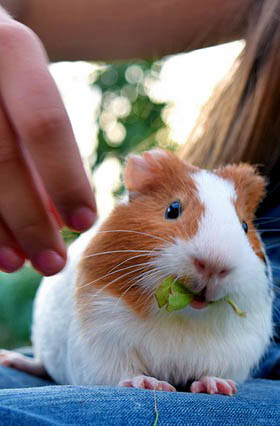 Interacting with Guinea Pig Picture