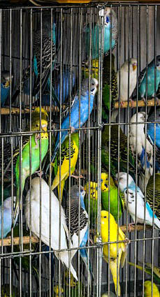 Parakeets Budgies Picture